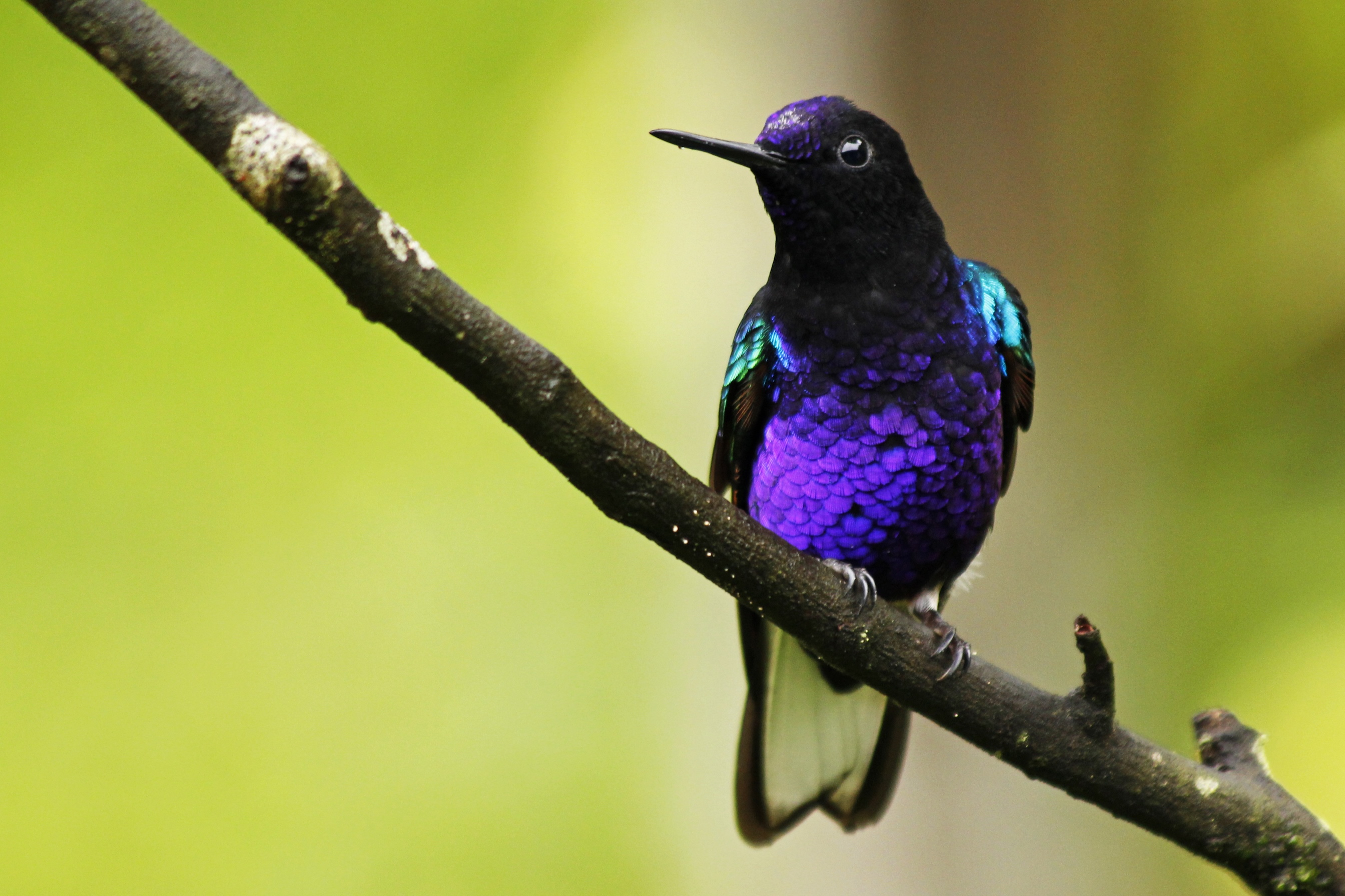 CHOCÓ FOOTHILLS - BIRDING ESCAPE 3D-2N